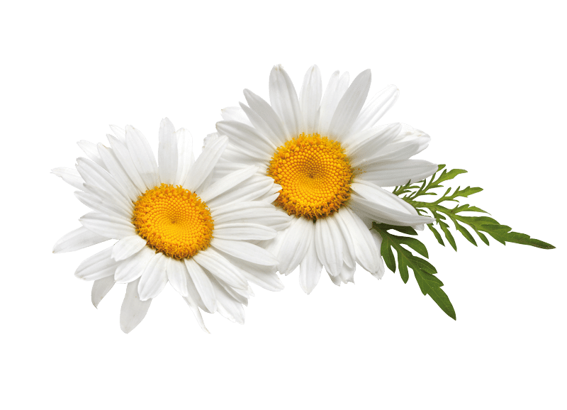 fiori camomilla