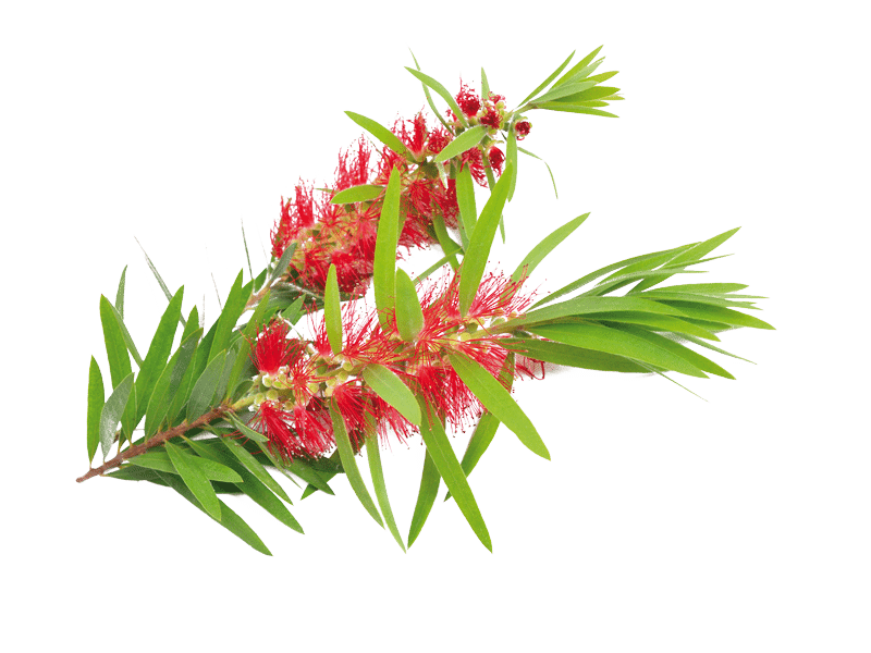 pianta di melaleuca, estratto naturale presente nella linea Curasept EcoBio